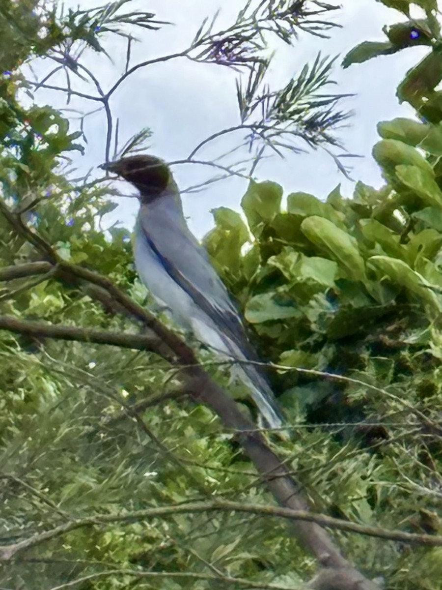 Black-faced Cuckooshrike - ML644801079
