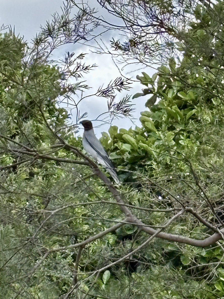 Black-faced Cuckooshrike - ML644801080