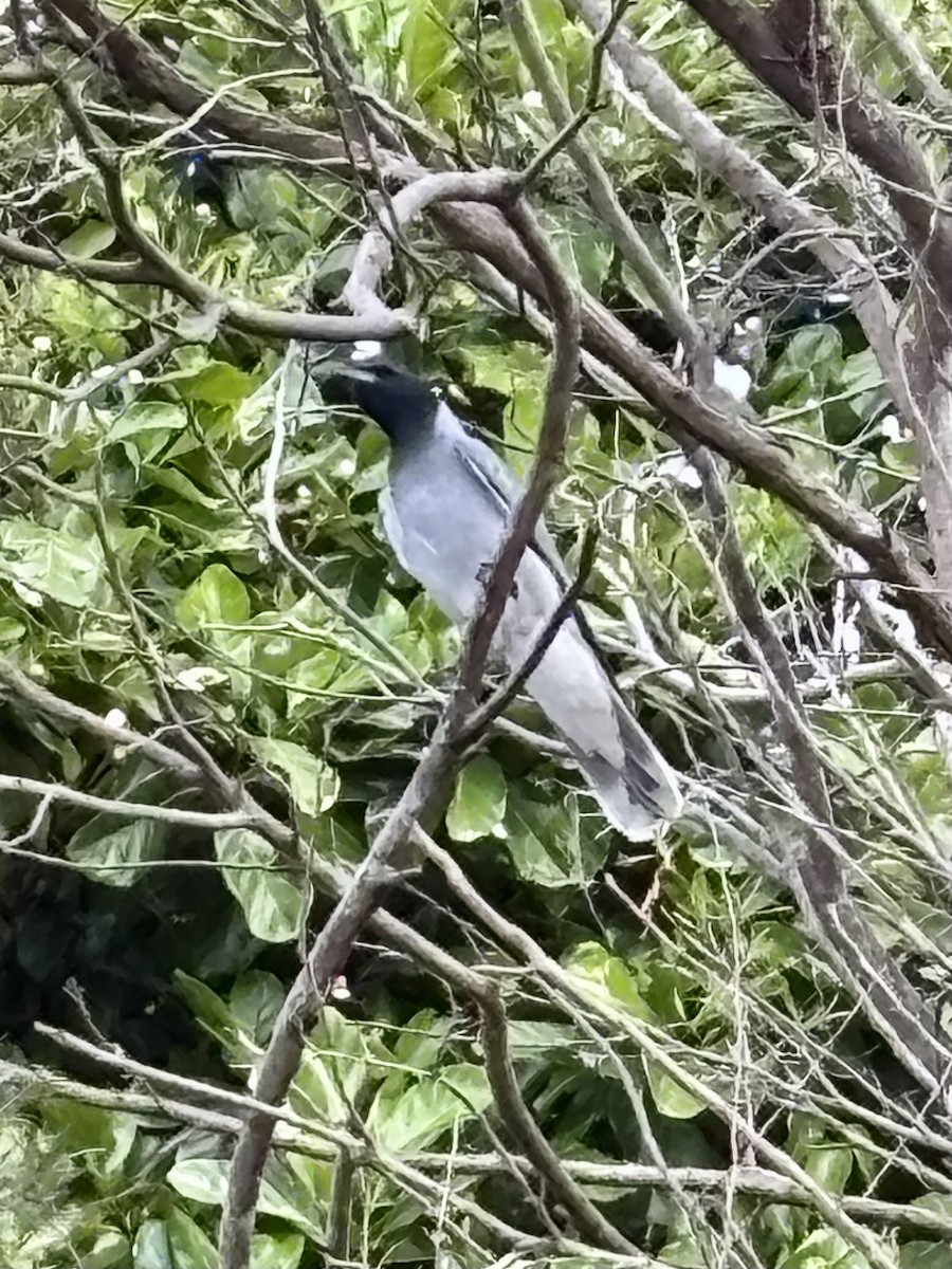 Black-faced Cuckooshrike - ML644801081