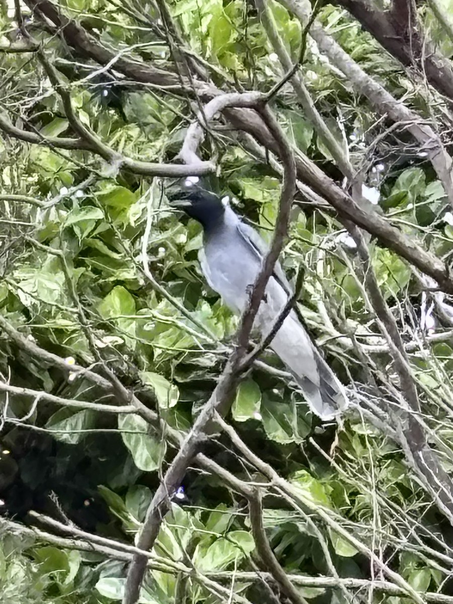 Black-faced Cuckooshrike - ML644801082