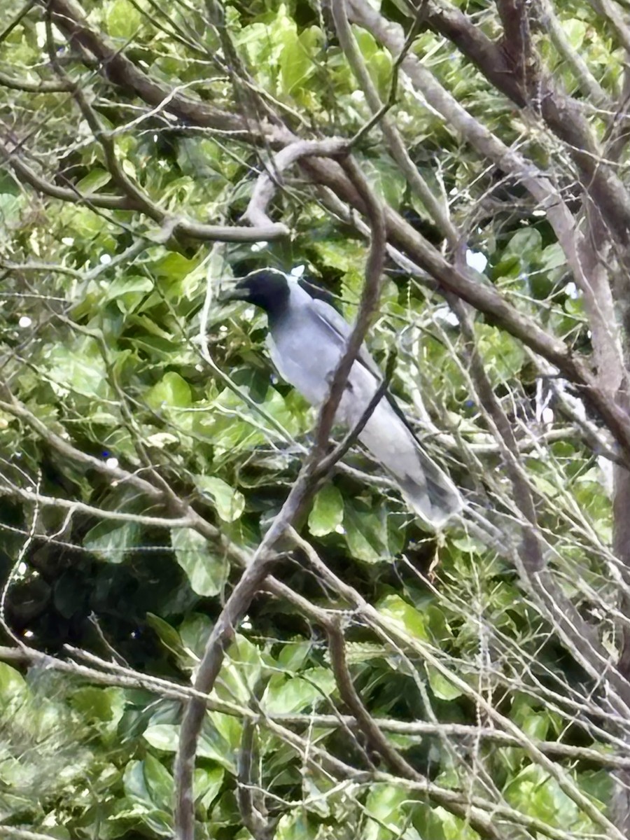 Black-faced Cuckooshrike - ML644801083