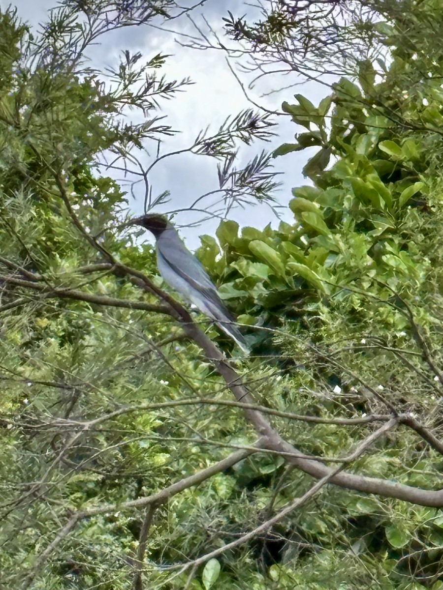 Black-faced Cuckooshrike - ML644801084