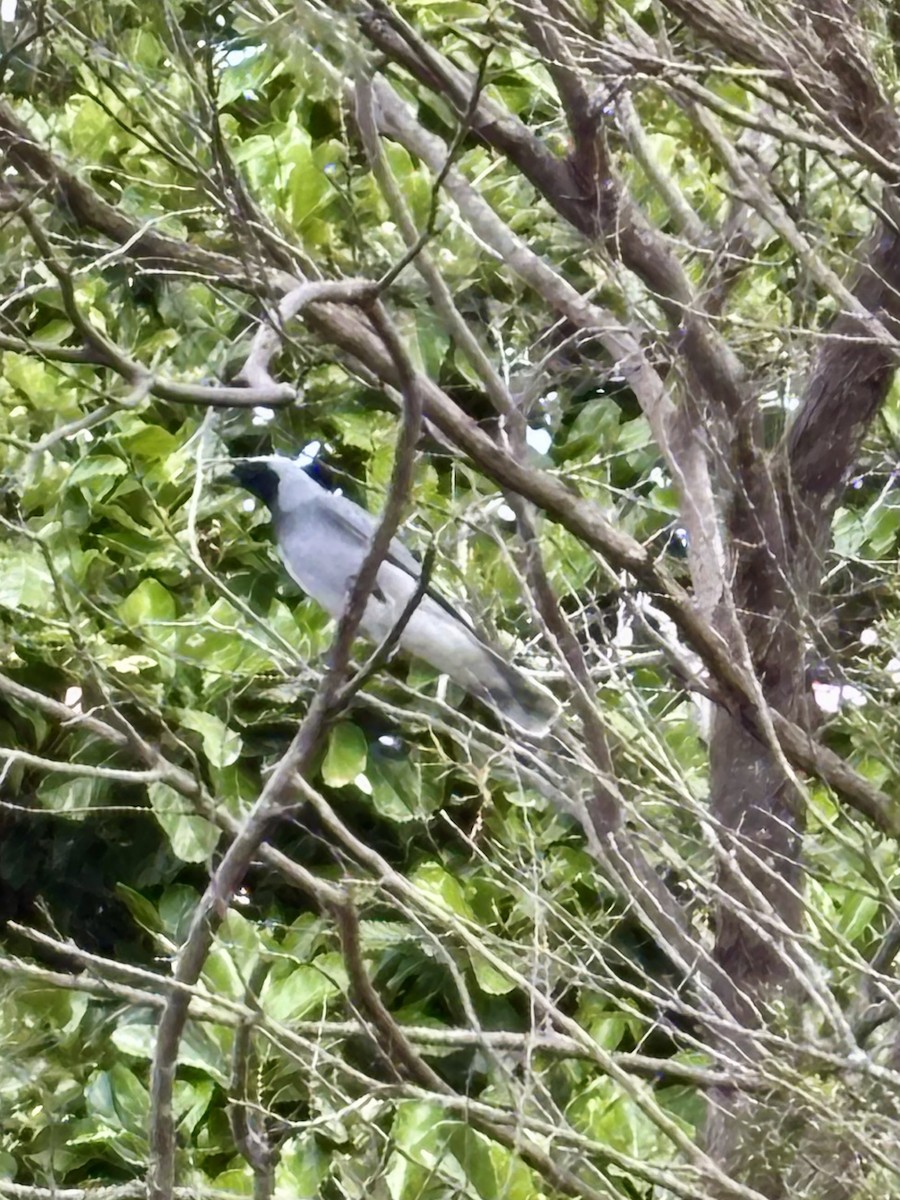 Black-faced Cuckooshrike - ML644801085