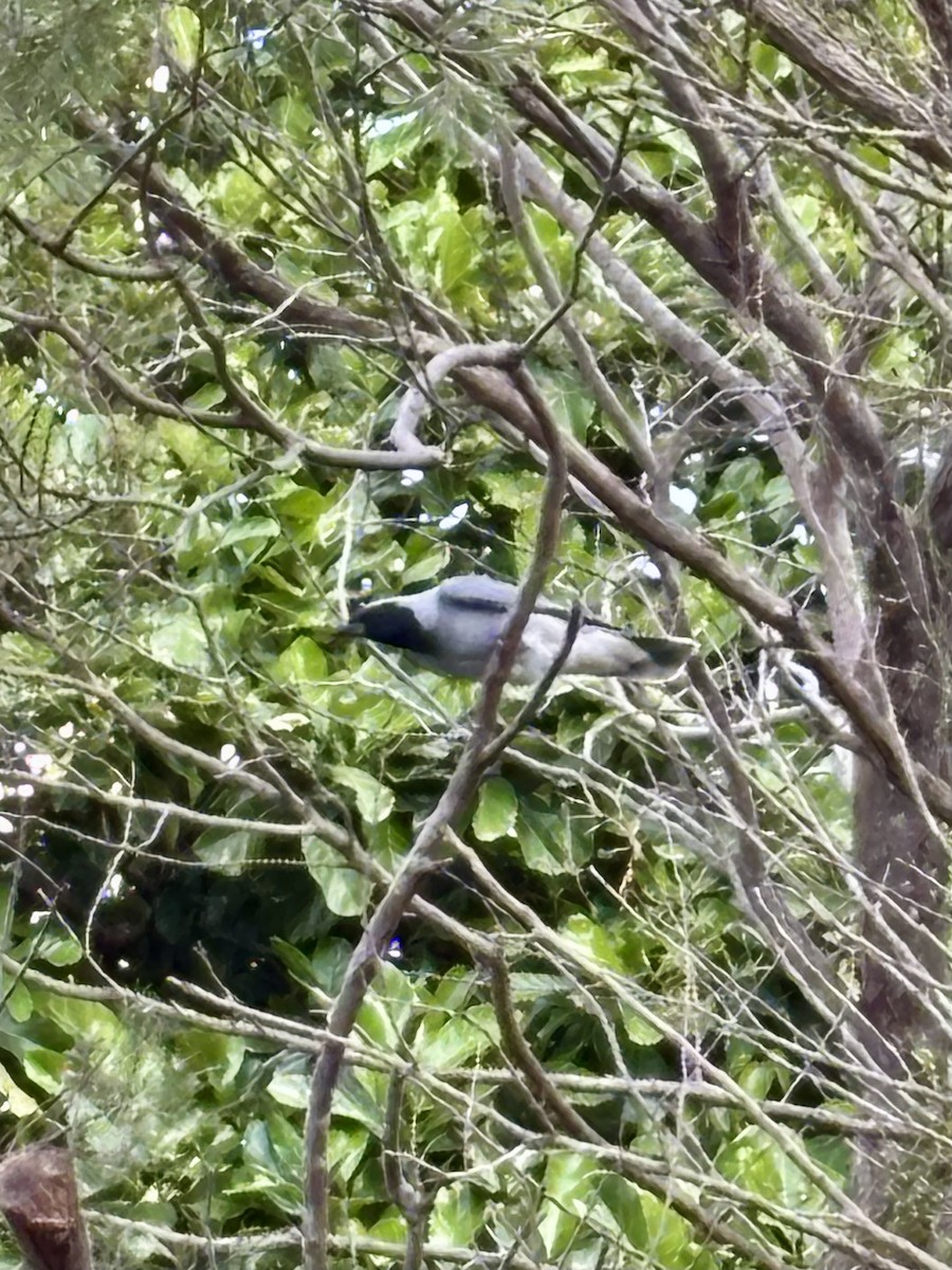 Black-faced Cuckooshrike - ML644801086