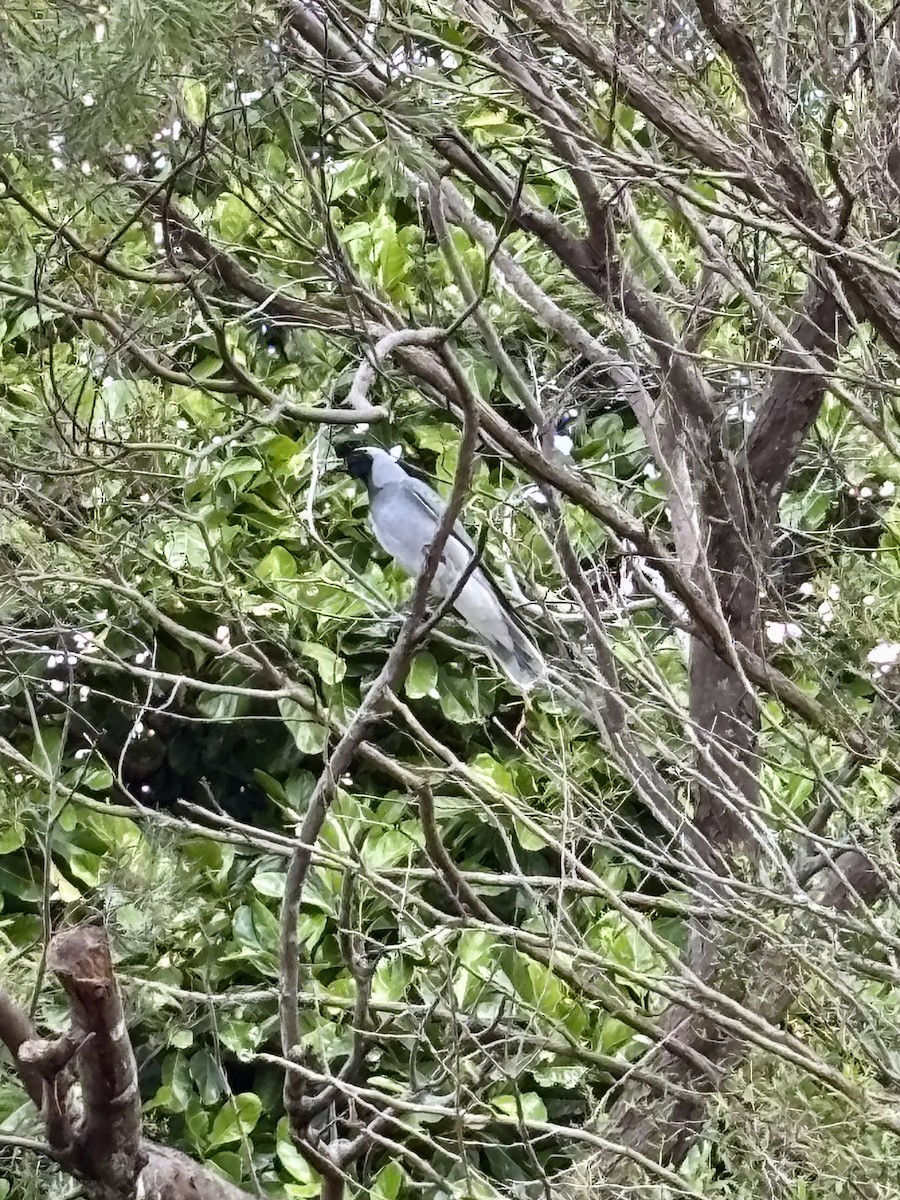 Black-faced Cuckooshrike - ML644801087