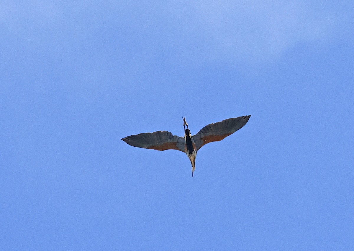 Purple Heron - ML644801171