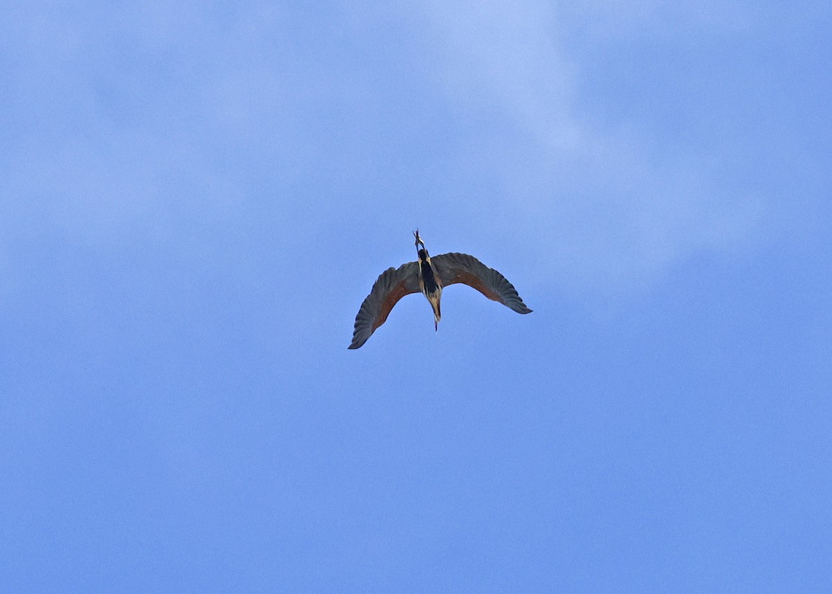 Purple Heron - ML644801172