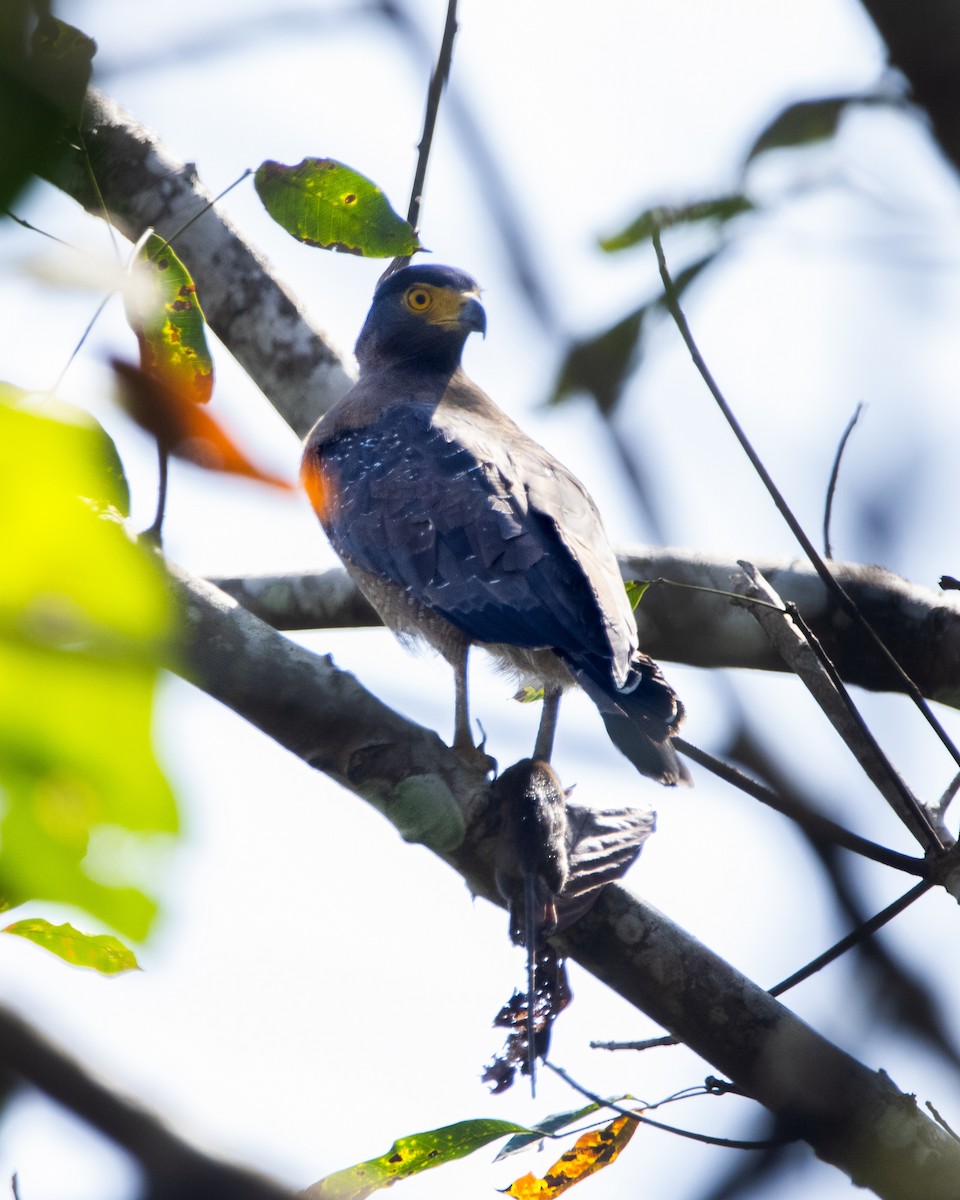 Haubenschlangenadler - ML644801174