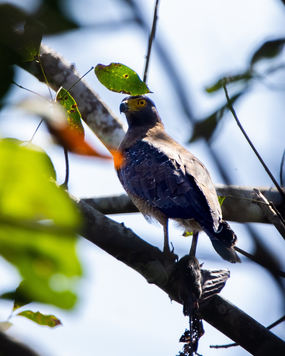 Haubenschlangenadler - ML644801175