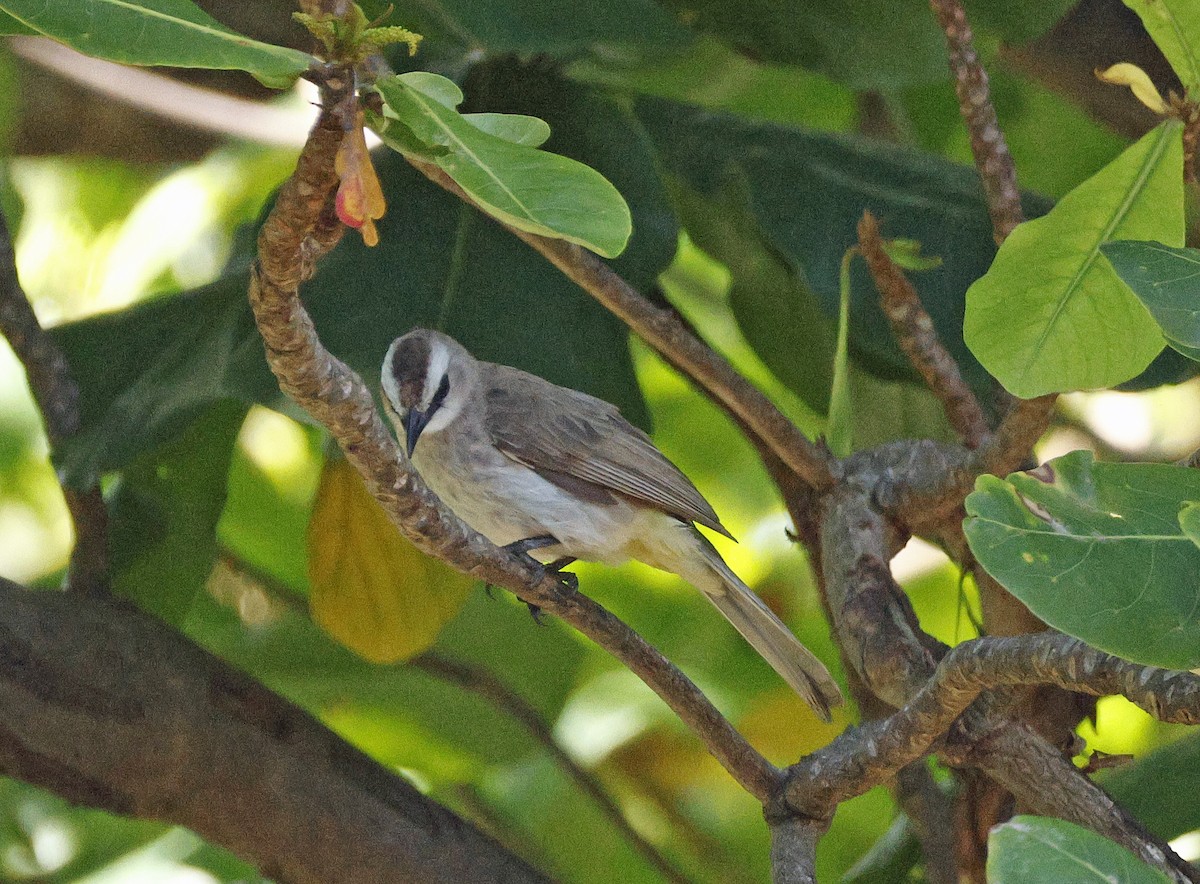 Yellow-vented Bulbul - ML644801176