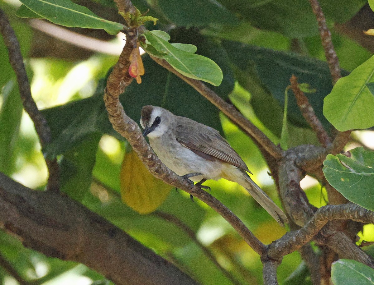 Yellow-vented Bulbul - ML644801177