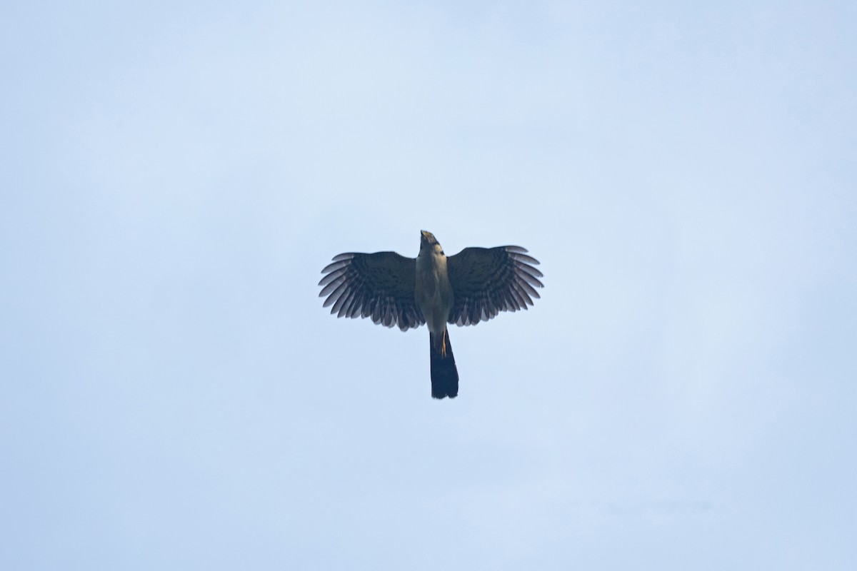 Collared Forest-Falcon - ML644801265