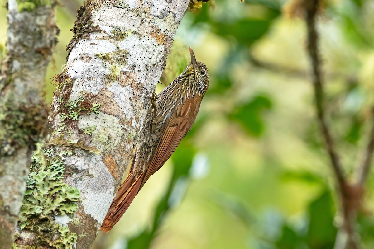Дереволаз гірський - ML644801309