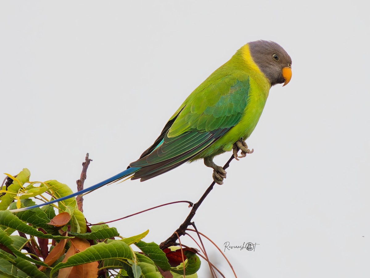 plommehodeparakitt - ML644801353