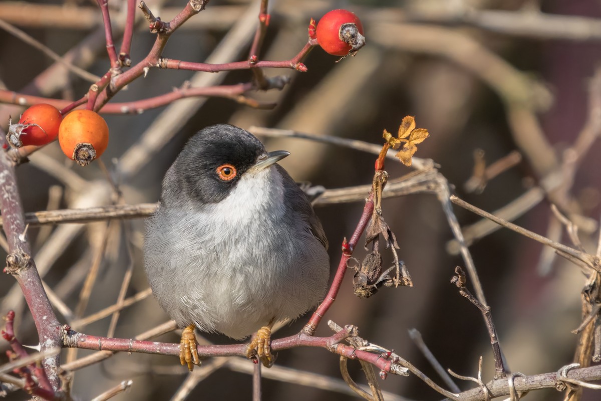 Sardinian Warbler - ML644801389