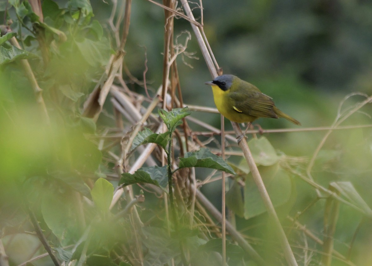 Жовтогорлик східний - ML644801408