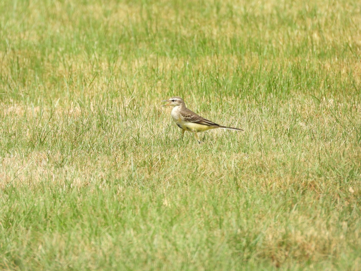 Western Yellow Wagtail - ML644801416