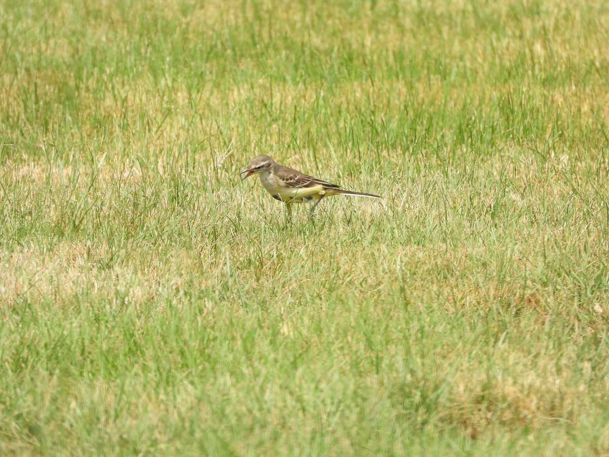 Western Yellow Wagtail - ML644801417