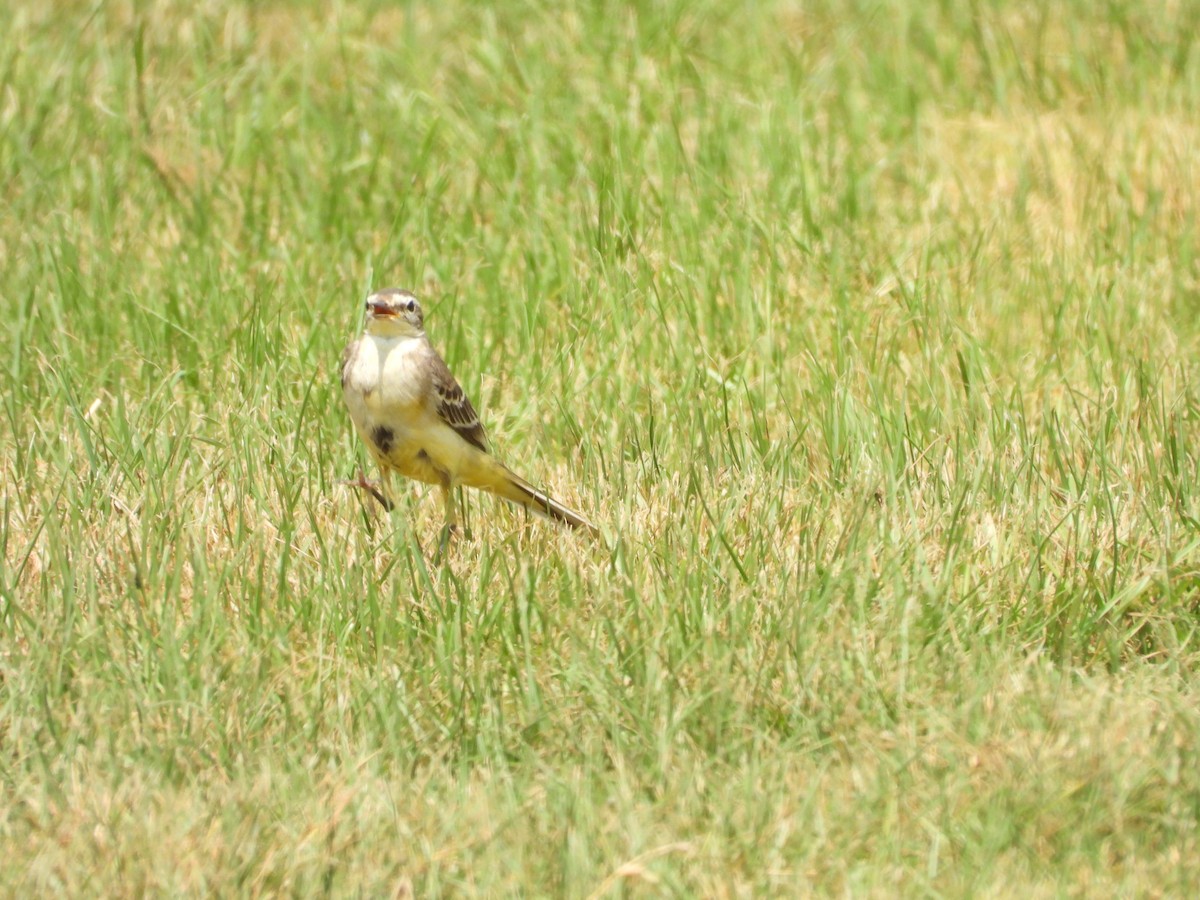 Western Yellow Wagtail - ML644801418