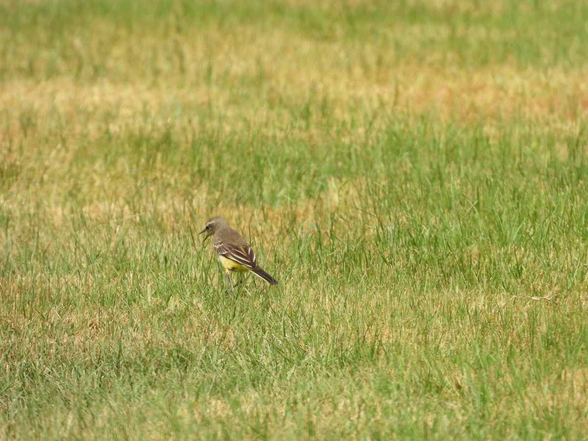 Western Yellow Wagtail - ML644801419