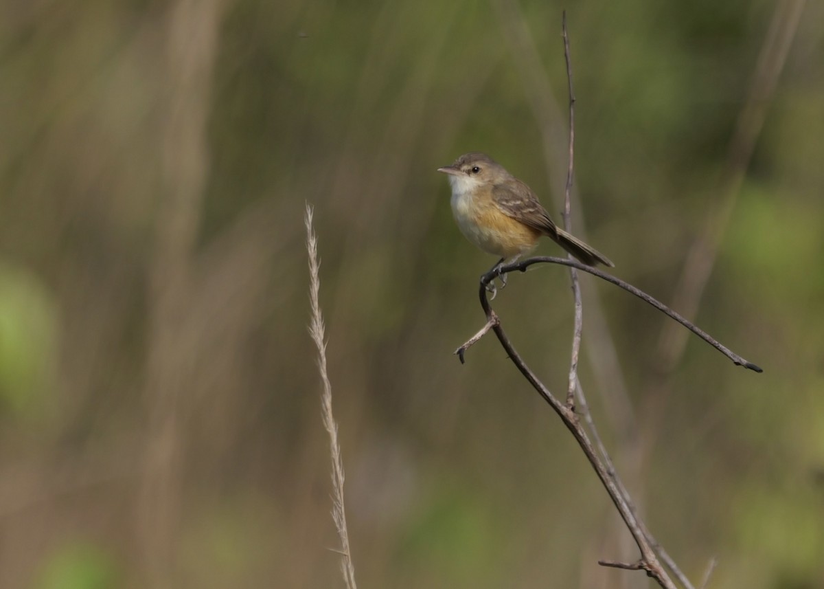 Rufous-sided Scrub-Tyrant - ML644801438