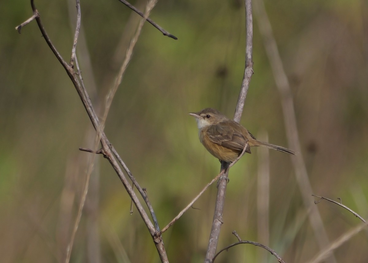 Rufous-sided Scrub-Tyrant - ML644801445