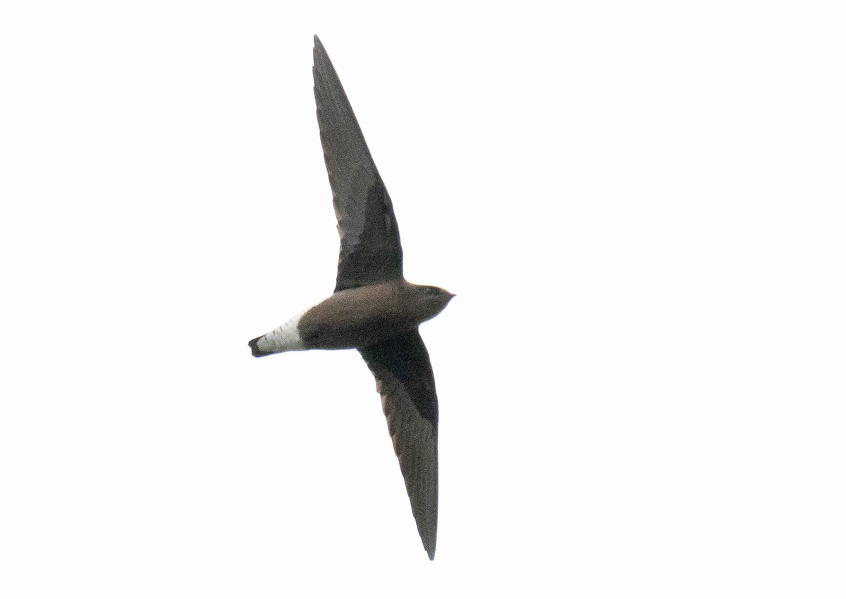 Silver-backed Needletail - ML644801457