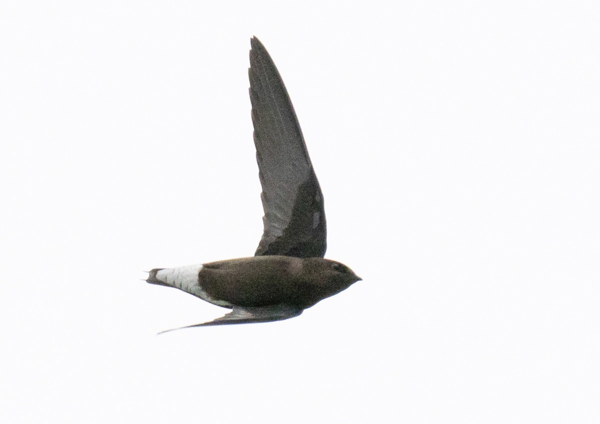Silver-backed Needletail - ML644801458