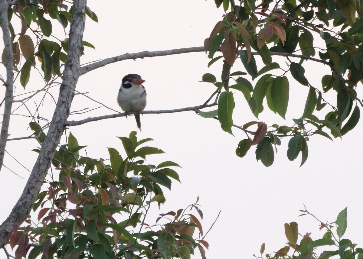 lenivka bělouchá - ML644801470