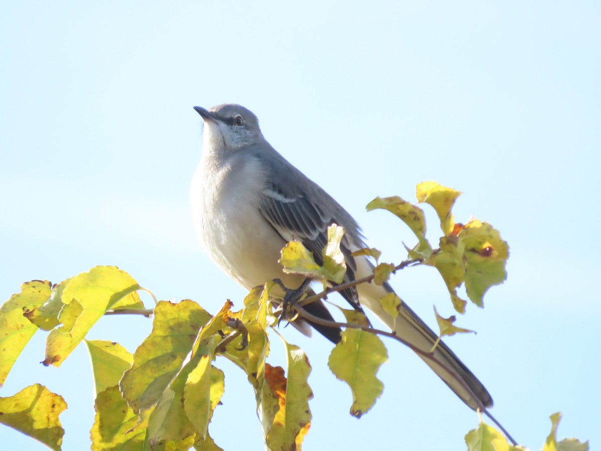 drozdec mnohohlasý - ML644801487