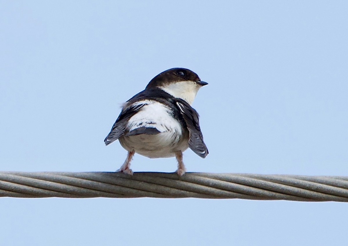 Siberian House-Martin - ML644801496