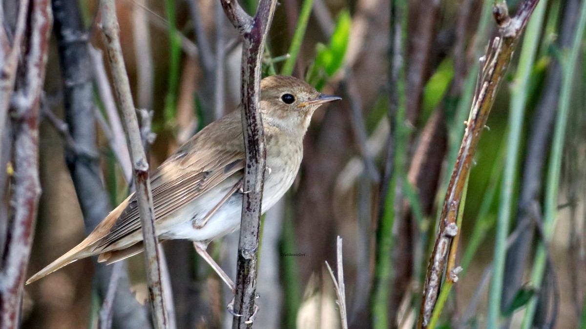 Ipar-urretxindorra - ML644801499