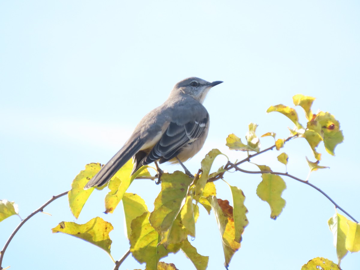 drozdec mnohohlasý - ML644801506