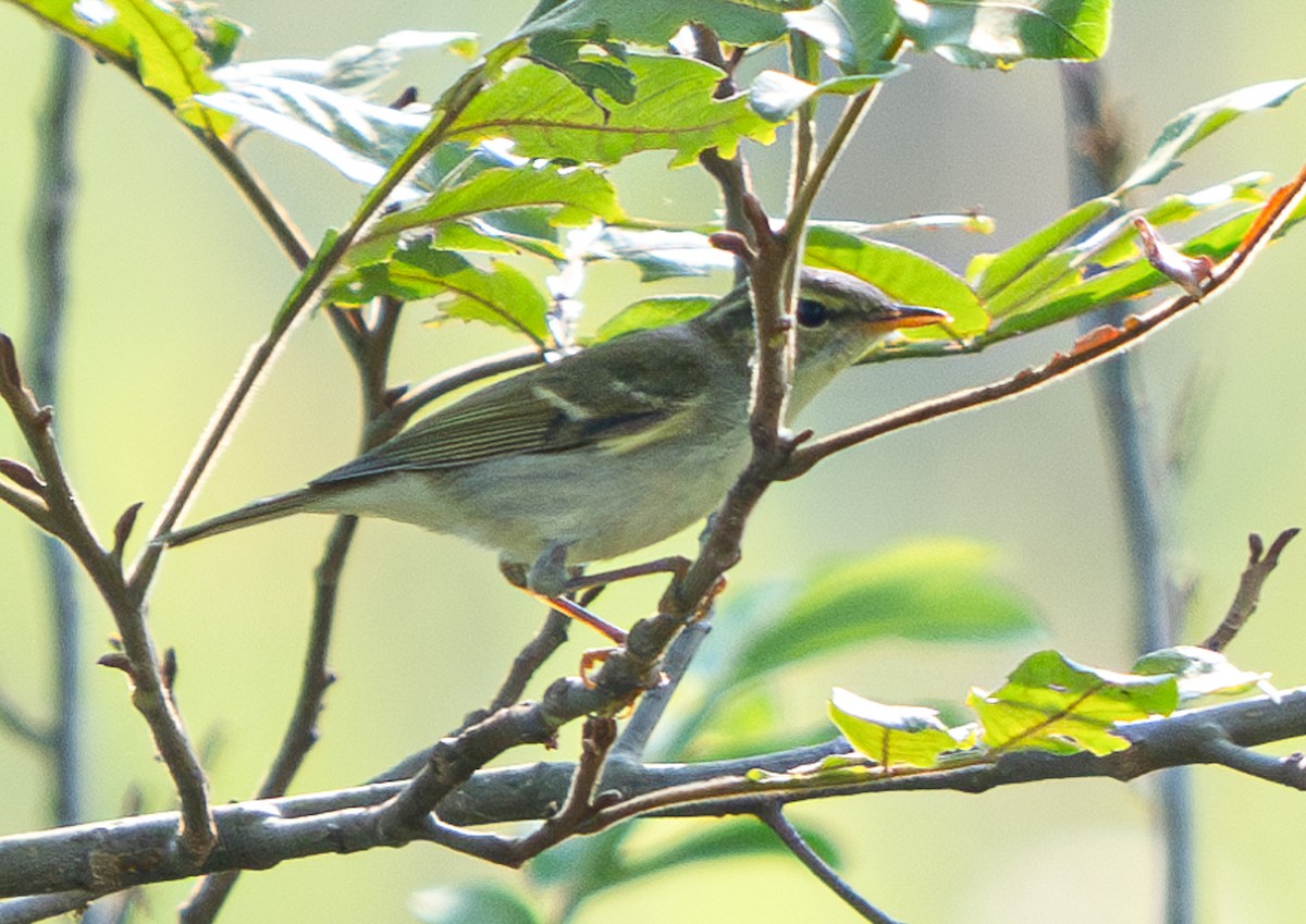 Two-barred Warbler - ML644801527