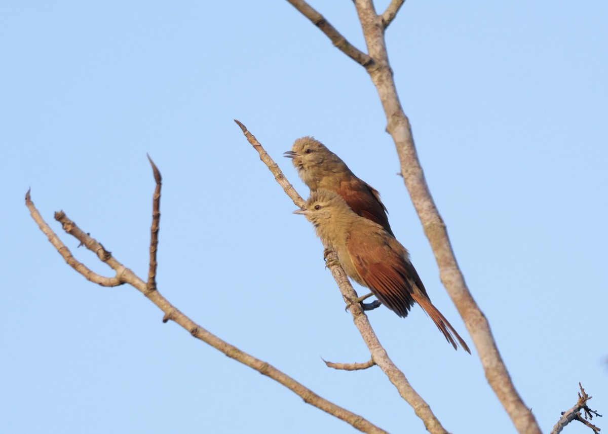 Plain Softtail - ML644801550