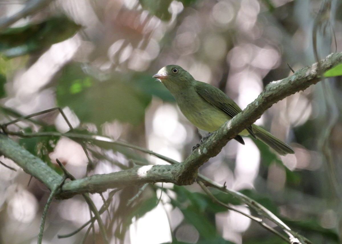 Sulphur-bellied Tyrant-Manakin - ML644801557