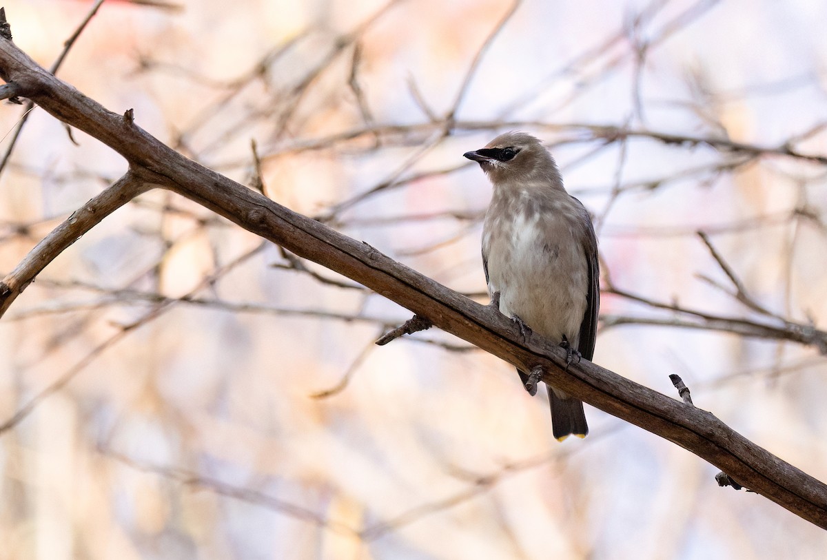 Cedar Waxwing - ML644801564