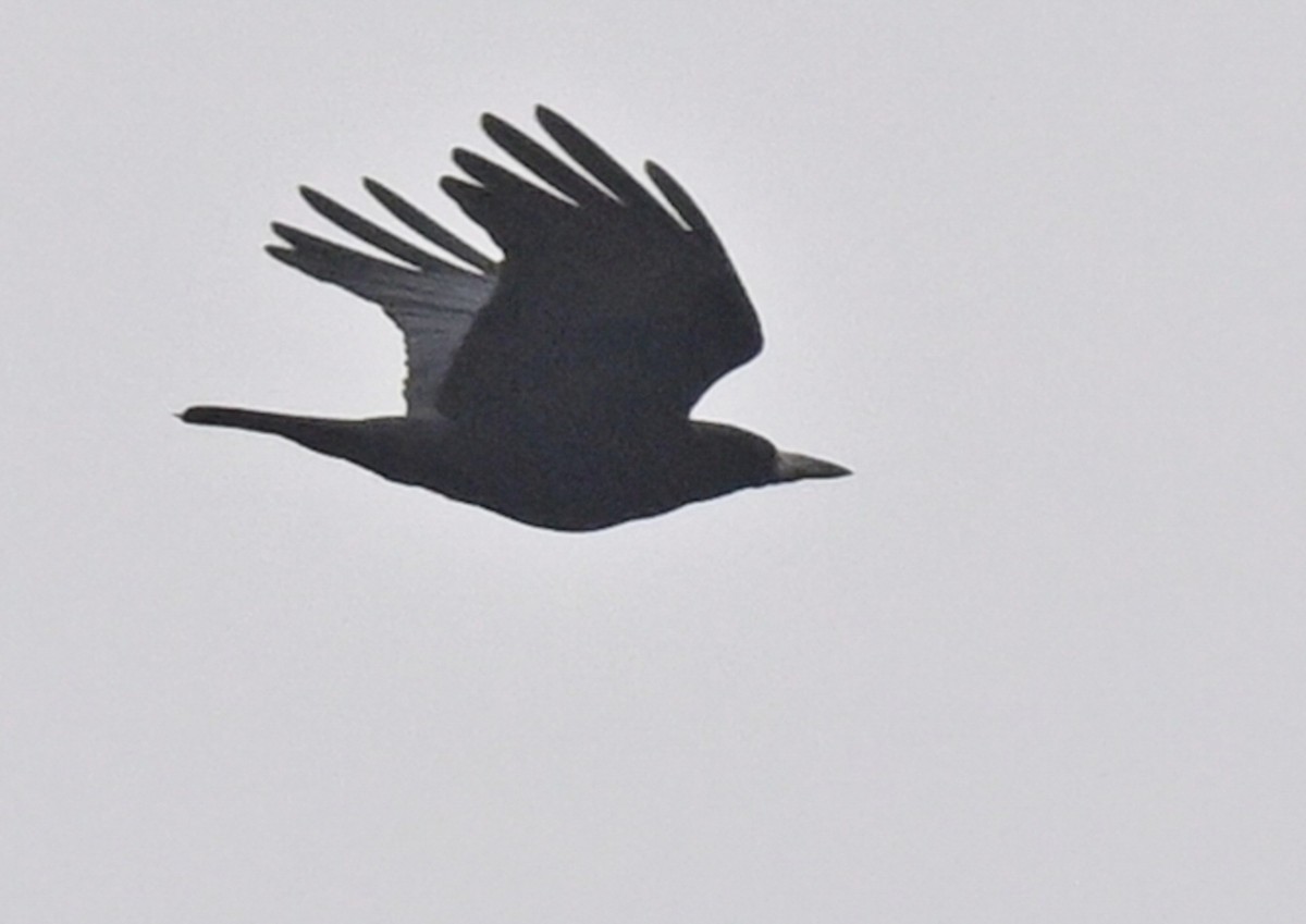 Ekin Kargası (doğulu) - ML644801565