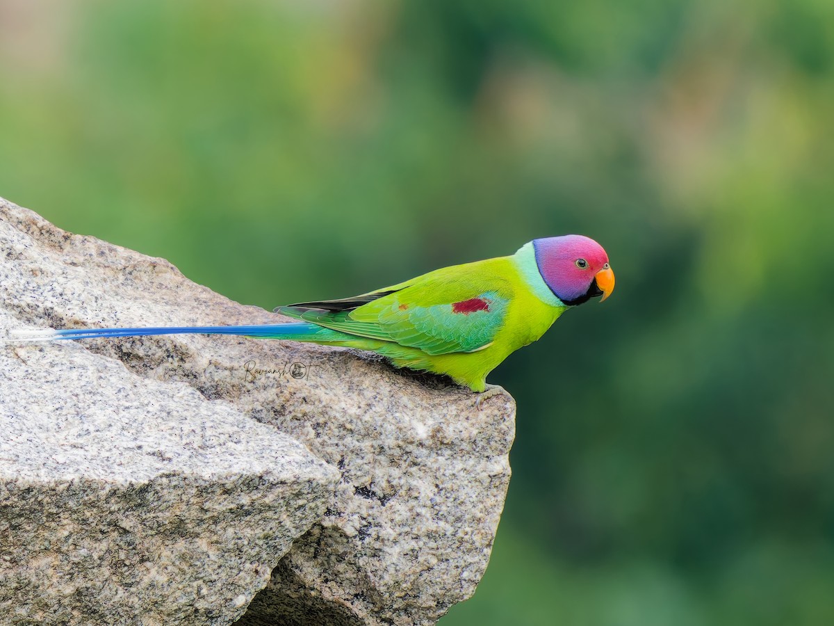 plommehodeparakitt - ML644801568