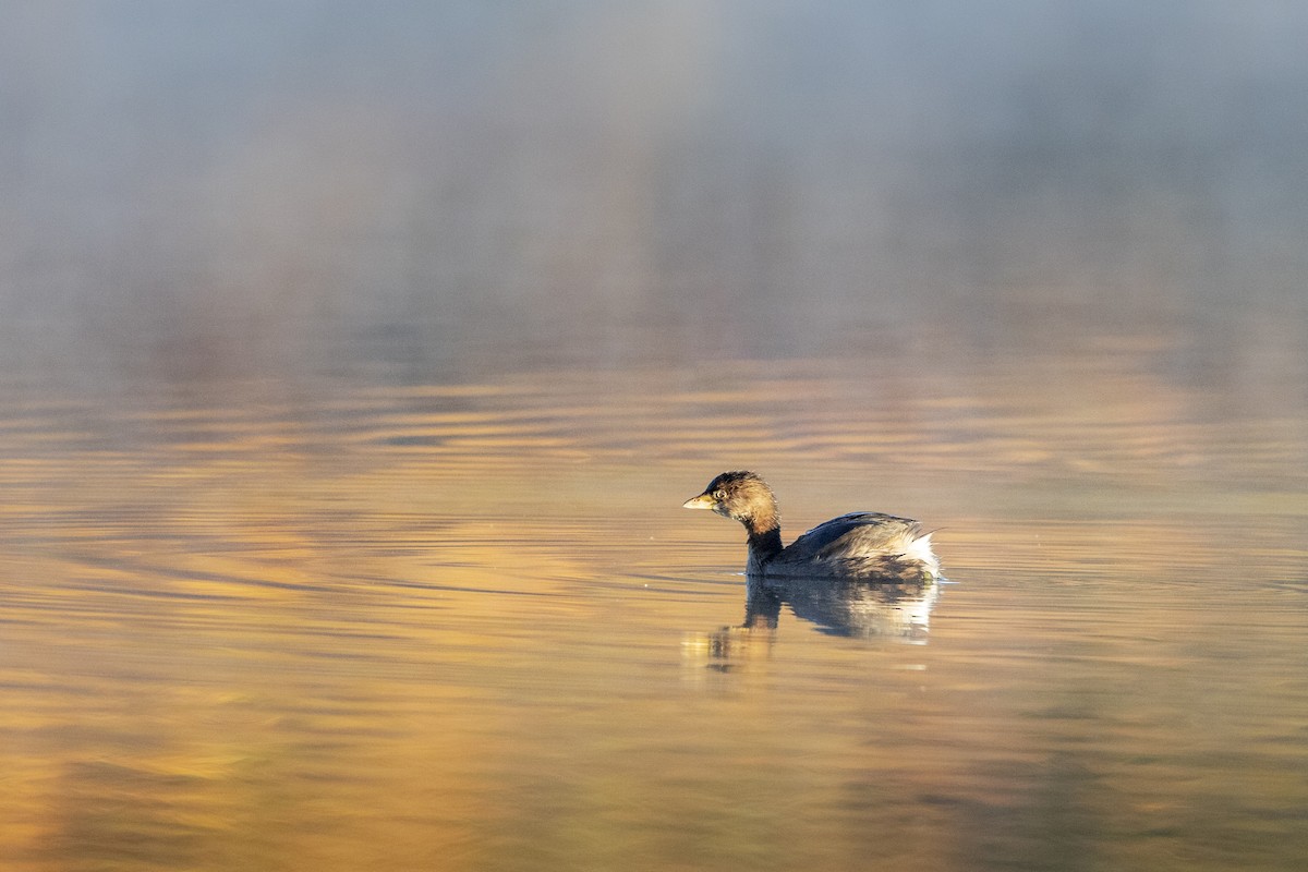 Pied-billed Grebe - ML644801572