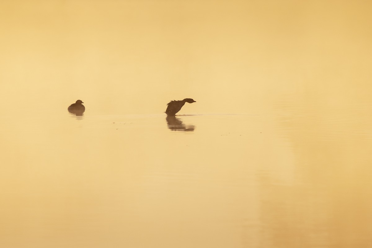 Pied-billed Grebe - ML644801574