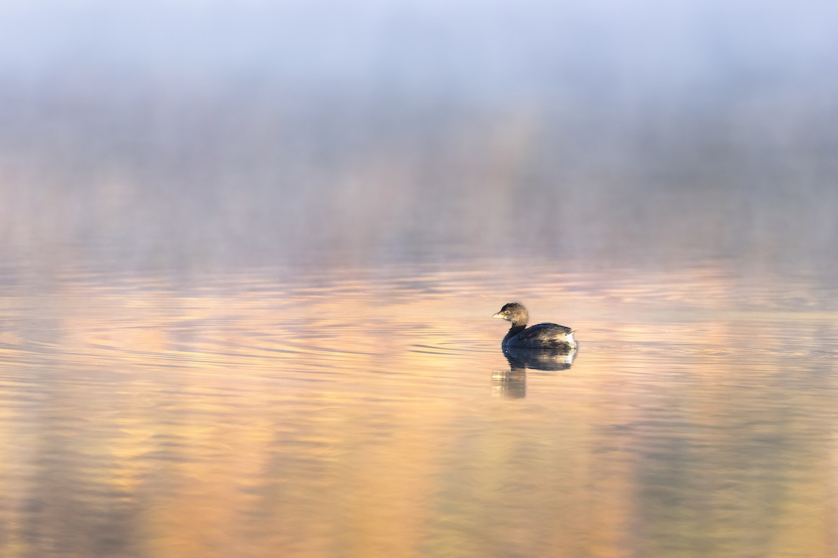 Pied-billed Grebe - ML644801575