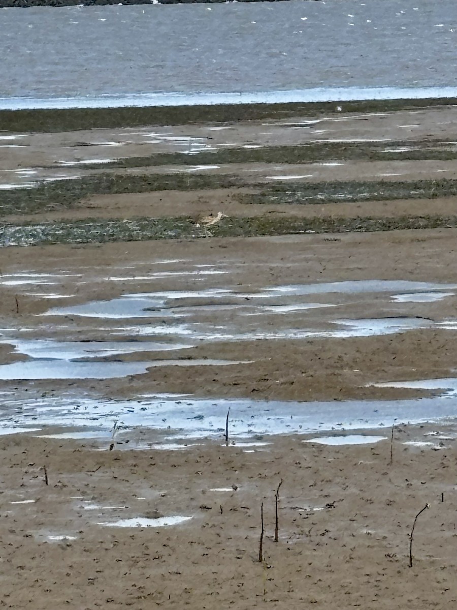 Bar-tailed Godwit - ML644801599