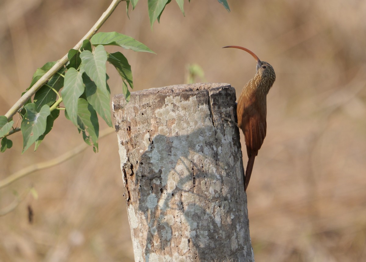 Red-billed Scythebill - ML644801600