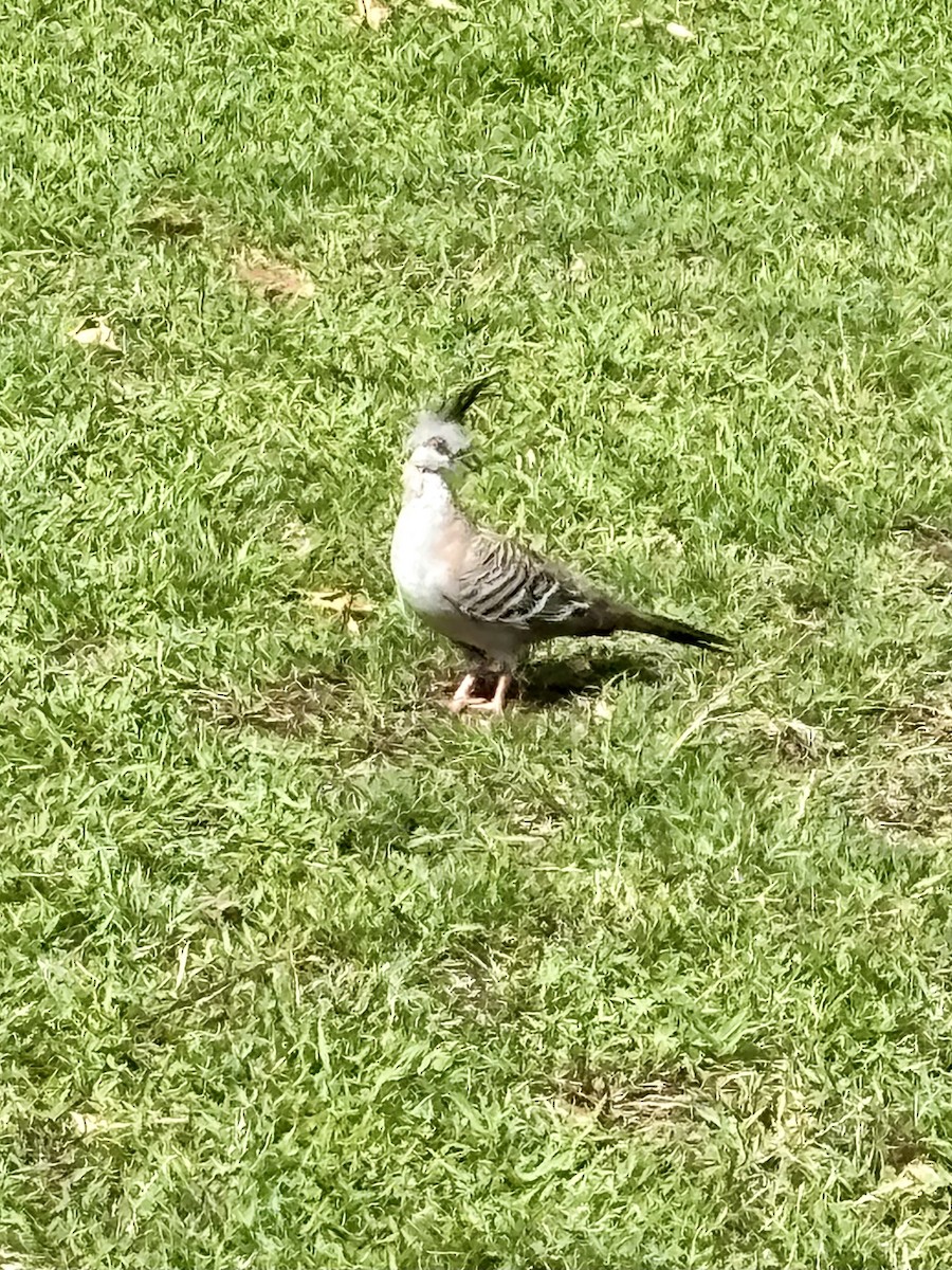 Crested Pigeon - ML644801611