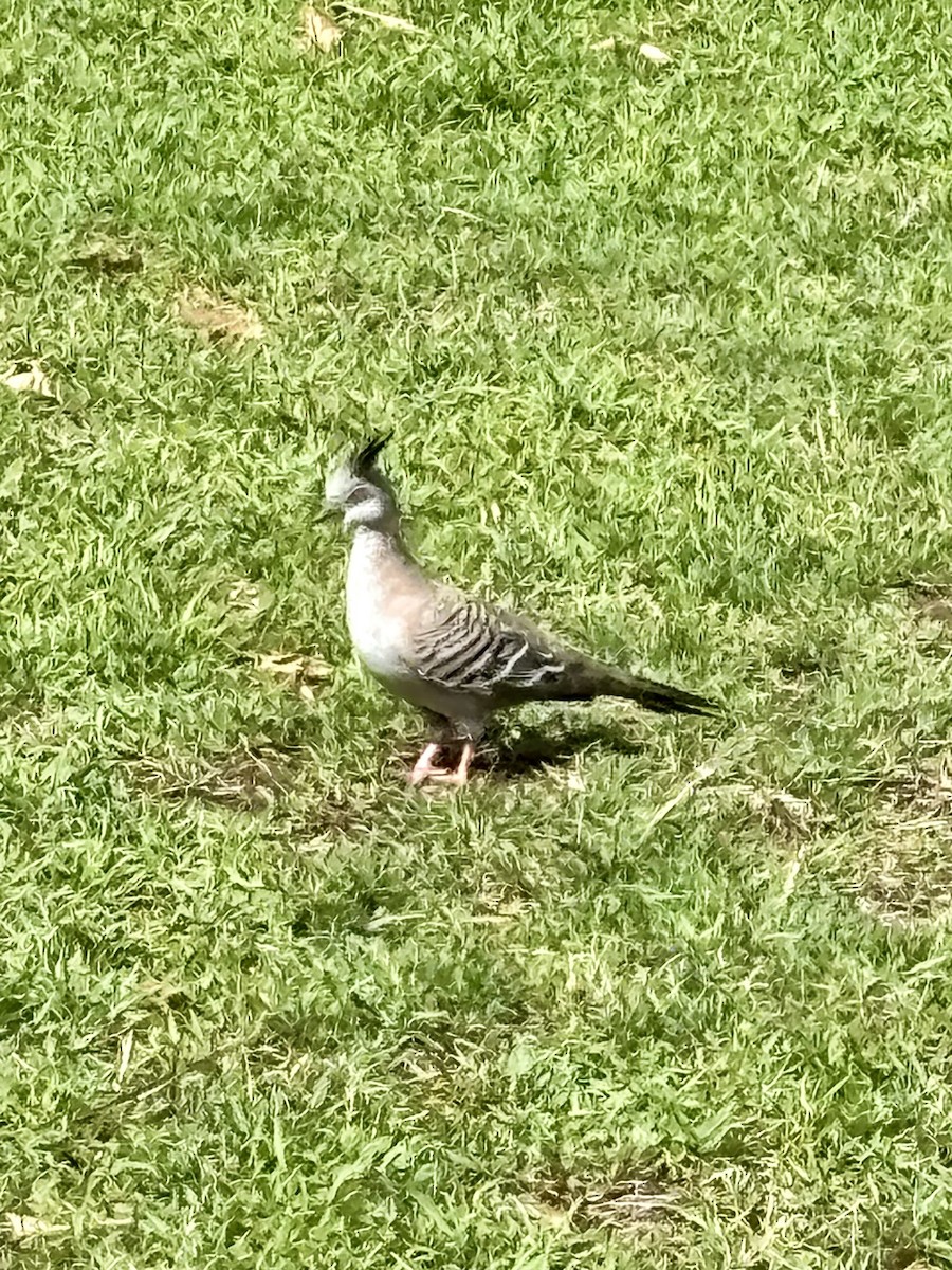 Crested Pigeon - ML644801612