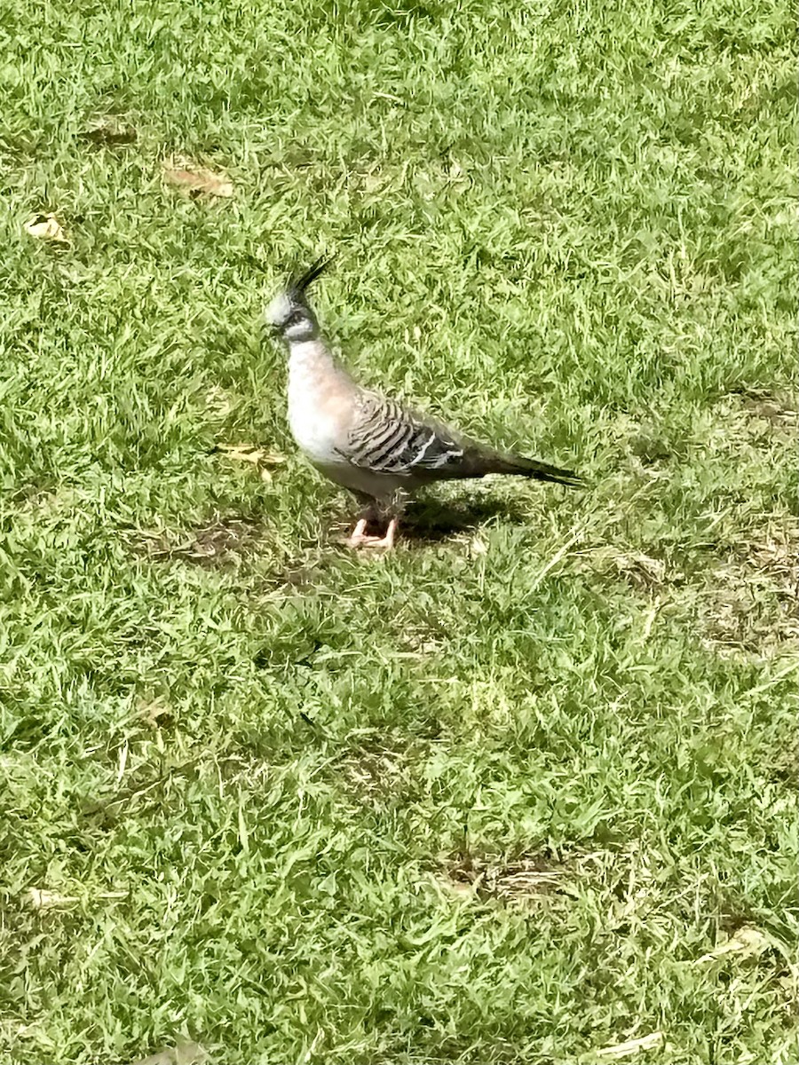 Crested Pigeon - ML644801613