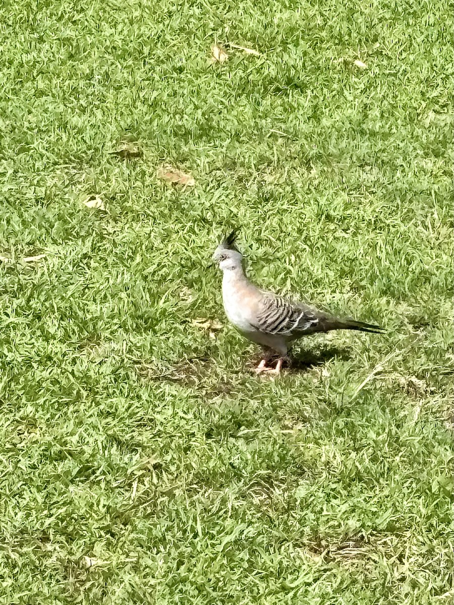 Crested Pigeon - ML644801614