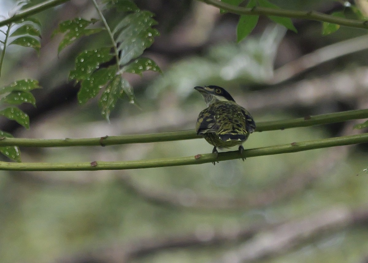 kotinga šupinkatá - ML644801618