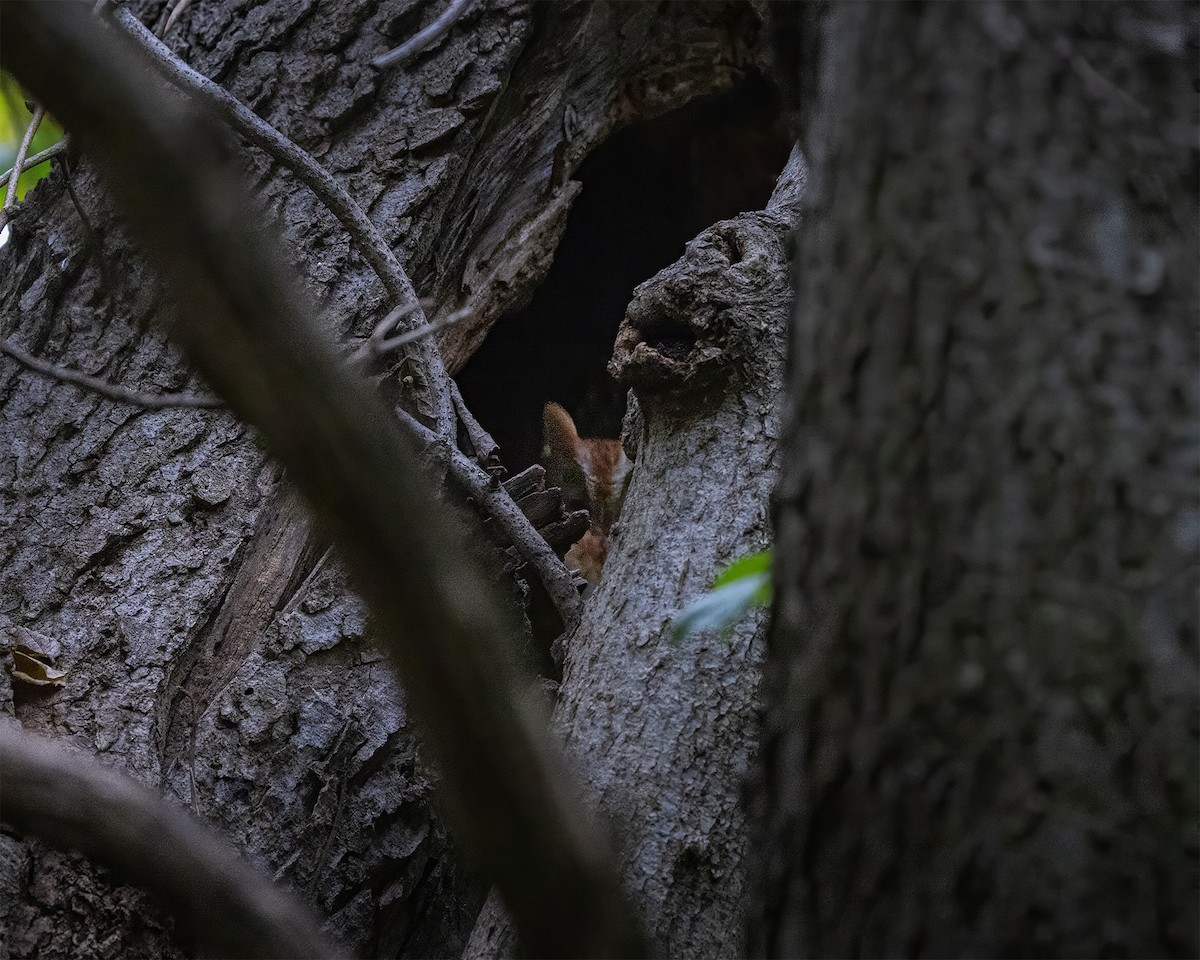 Eastern Screech-Owl - ML644801621